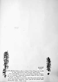 Melampsorella elatina image